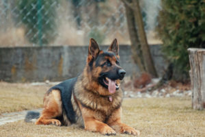 dog parents can or hire somebody to modify their dog prey drive behavior