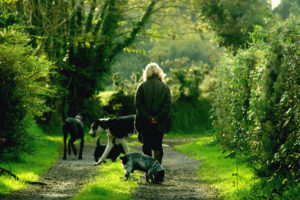 dogs and their parents can go to trails to enjoy the great outdoors
