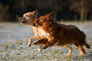 dogs can be more jubilant around trails because they can enjoy a higher degree of autonomy