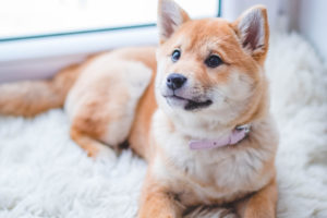 many factors determine how a dog handle the cold and how to warm them
