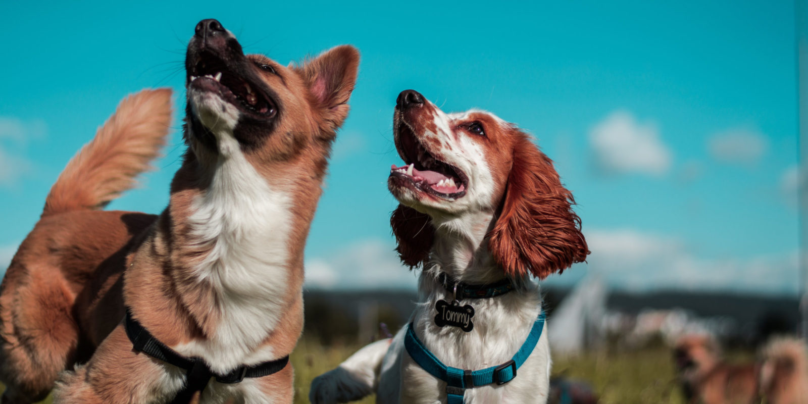 northern virginia has ample trails dogs and their owners can roam and explore