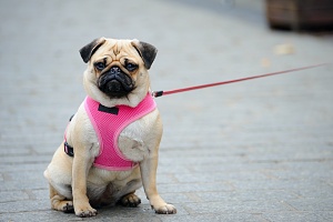 pug with pink harness on a walk just sitting down