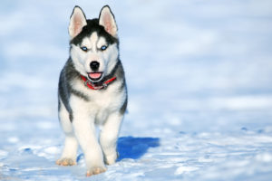 some dogs have fur that keeps their body warm and some dogs dont