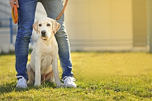 yellow lab sitting at his owners feet