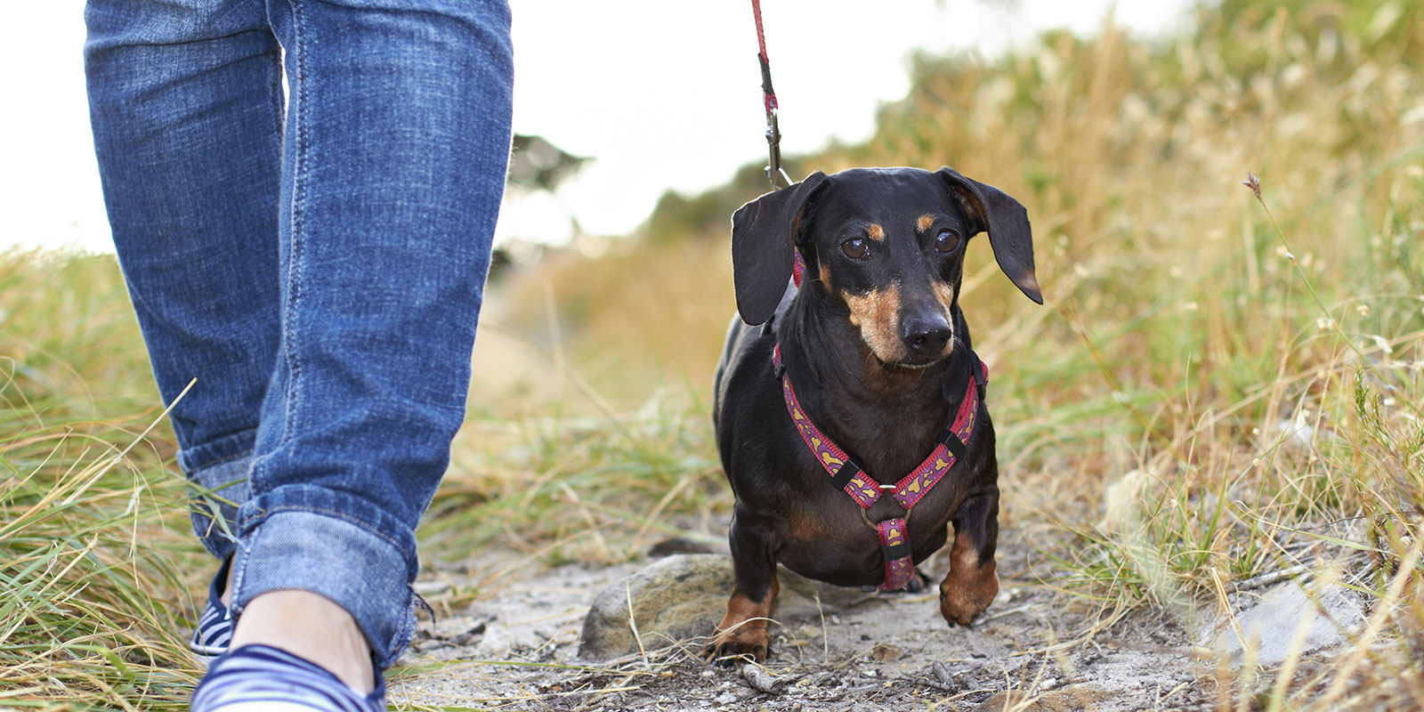 Centreville, VA Dog Walking Services Paw Pals Pet Sitting