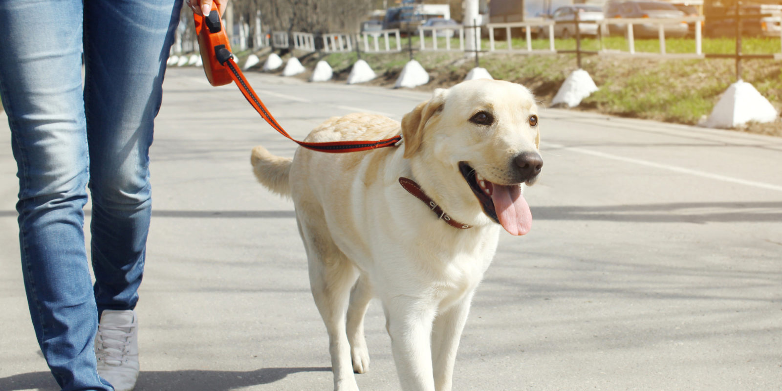 an owner walking their dog is a good way for the dog to shed calories