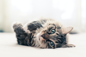cat laying on bed while cat sitting