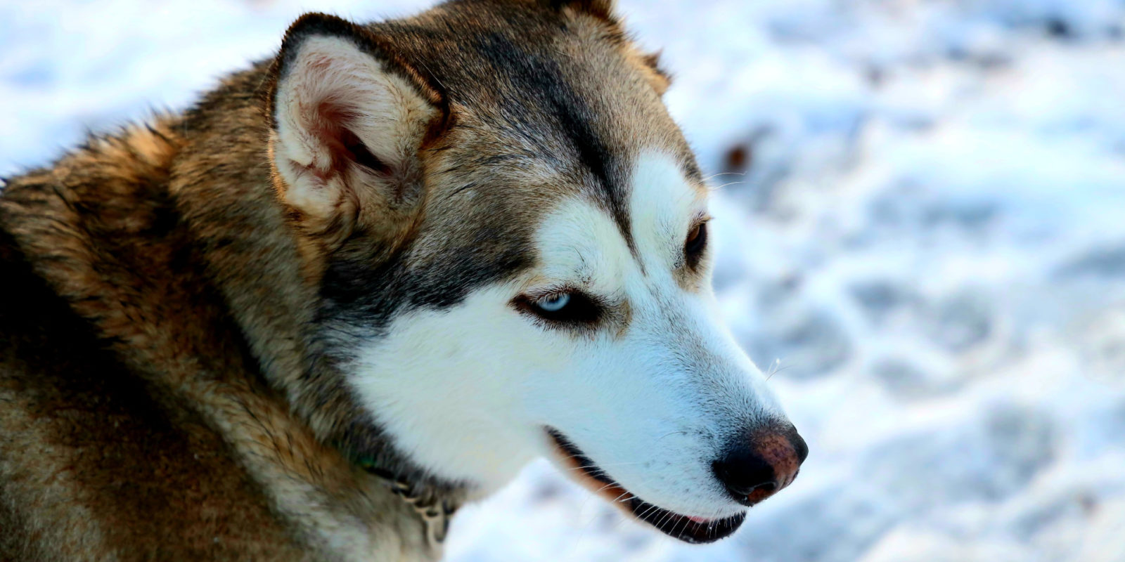 it a head scratching thing for an owner when their dog starts the habit of twisting it body