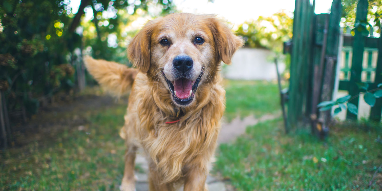 pet sitting might be an option for pet owners who will leave their pets unattended for a while