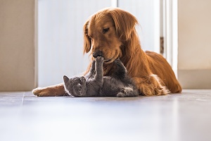 pet sitting services making pets happy