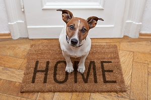 dog having dog sitting at own home