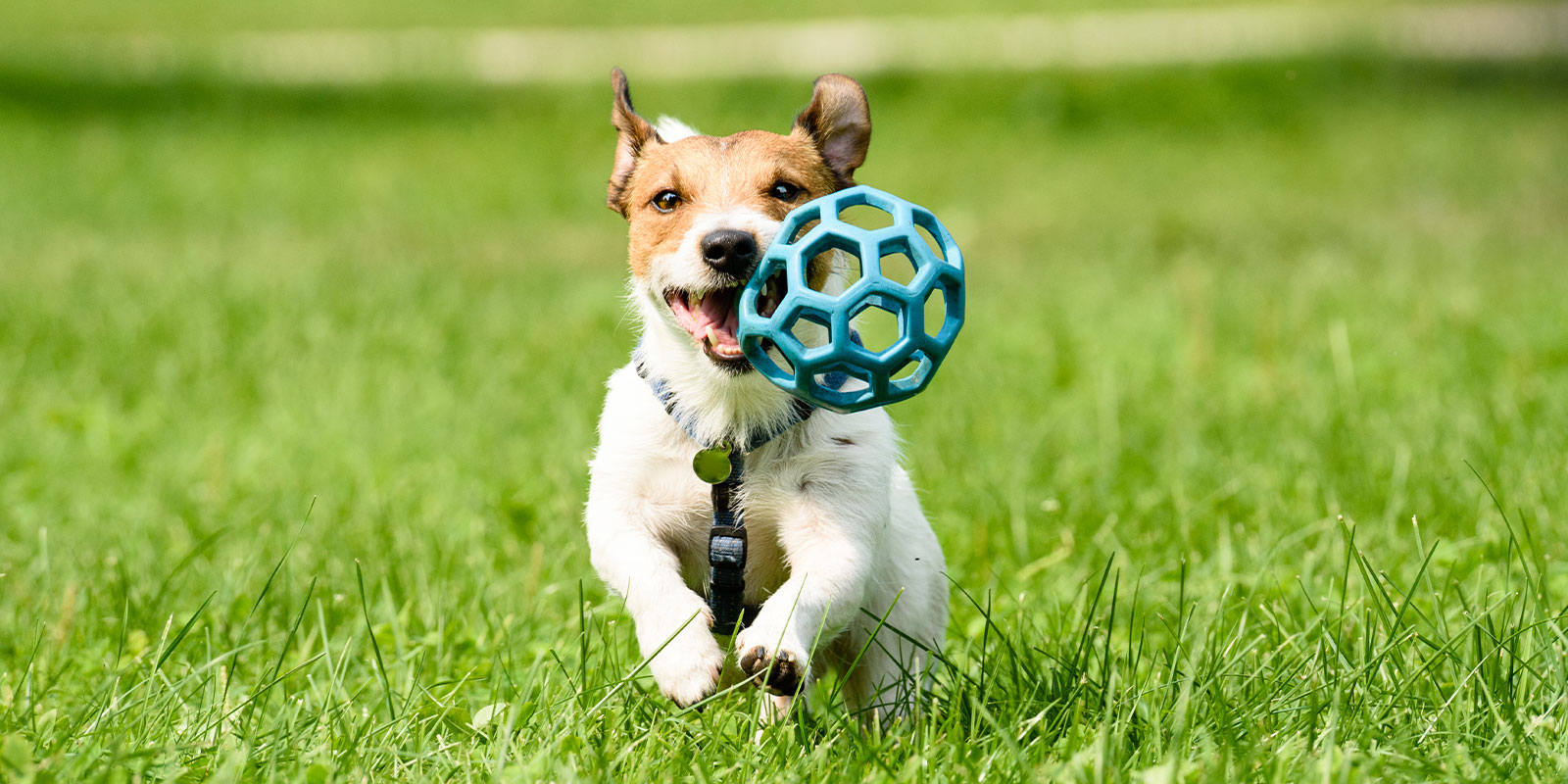 dog running in park doing off leash training