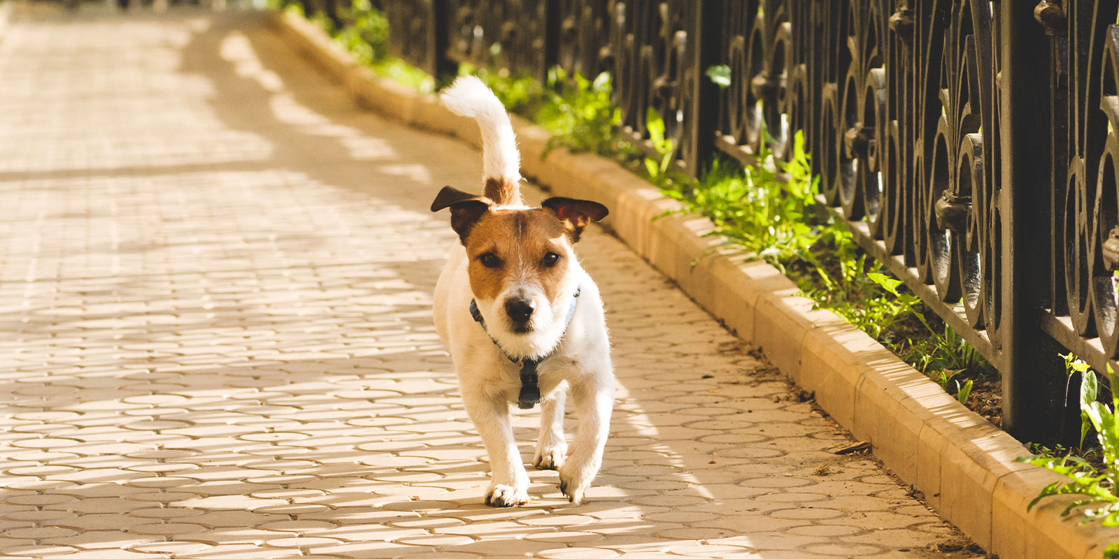 dog off leash walking in park