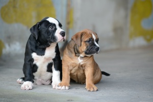 two dog being watched by Clifton VA Dog Sitting