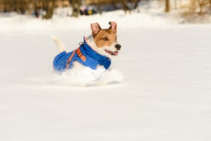 dog playing in snow doing off leash training