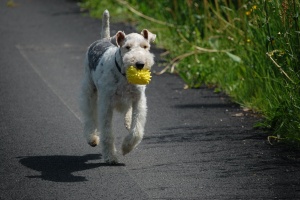 dog walking in park doing off leash training