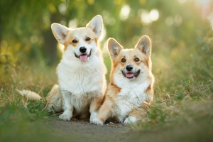 two dog watched by Fairfax VA Dog Sitting