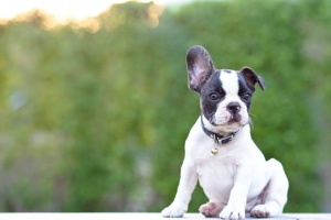 french bulldog being watched by Fairfax Station VA Dog Sitting