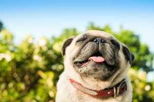 a happy pug being watched with Manassas VA Dog Sitting