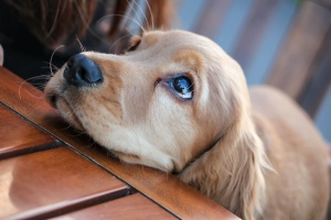 golden being watched after by Oakton VA Dog Sitting