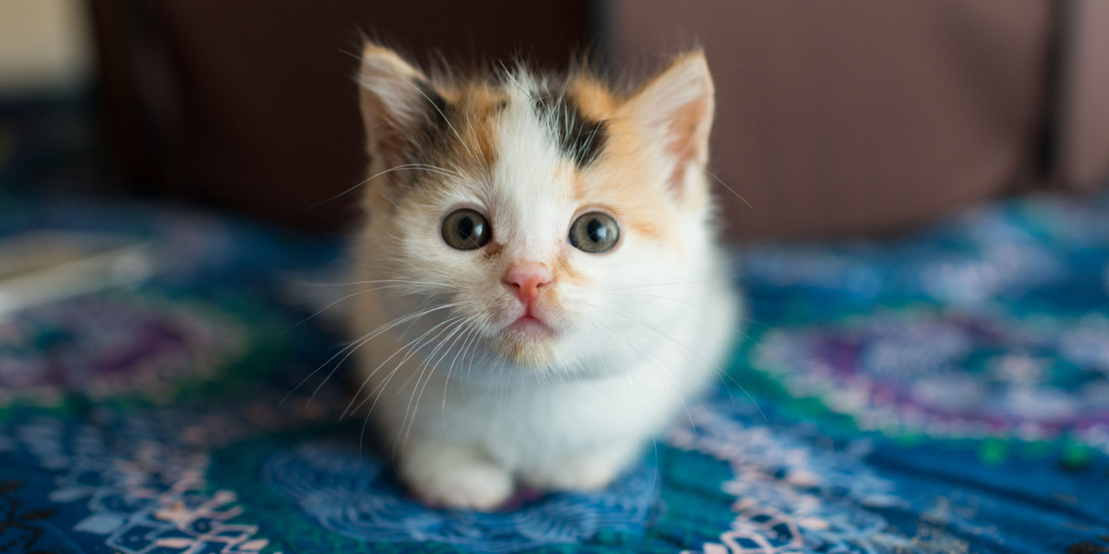 a pet sitter is pet sitting the cat that lays on the carpet