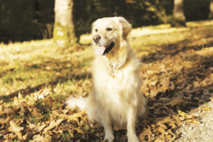 dog learns to sits after learning commands off leash