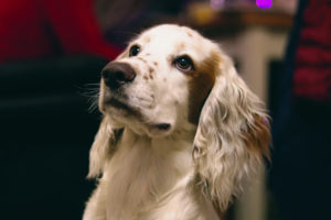 dog looks at pet sitter that is pet sitting it