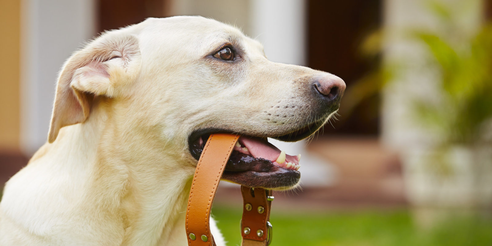 dog put leash collar in its mouth after being trained off leash