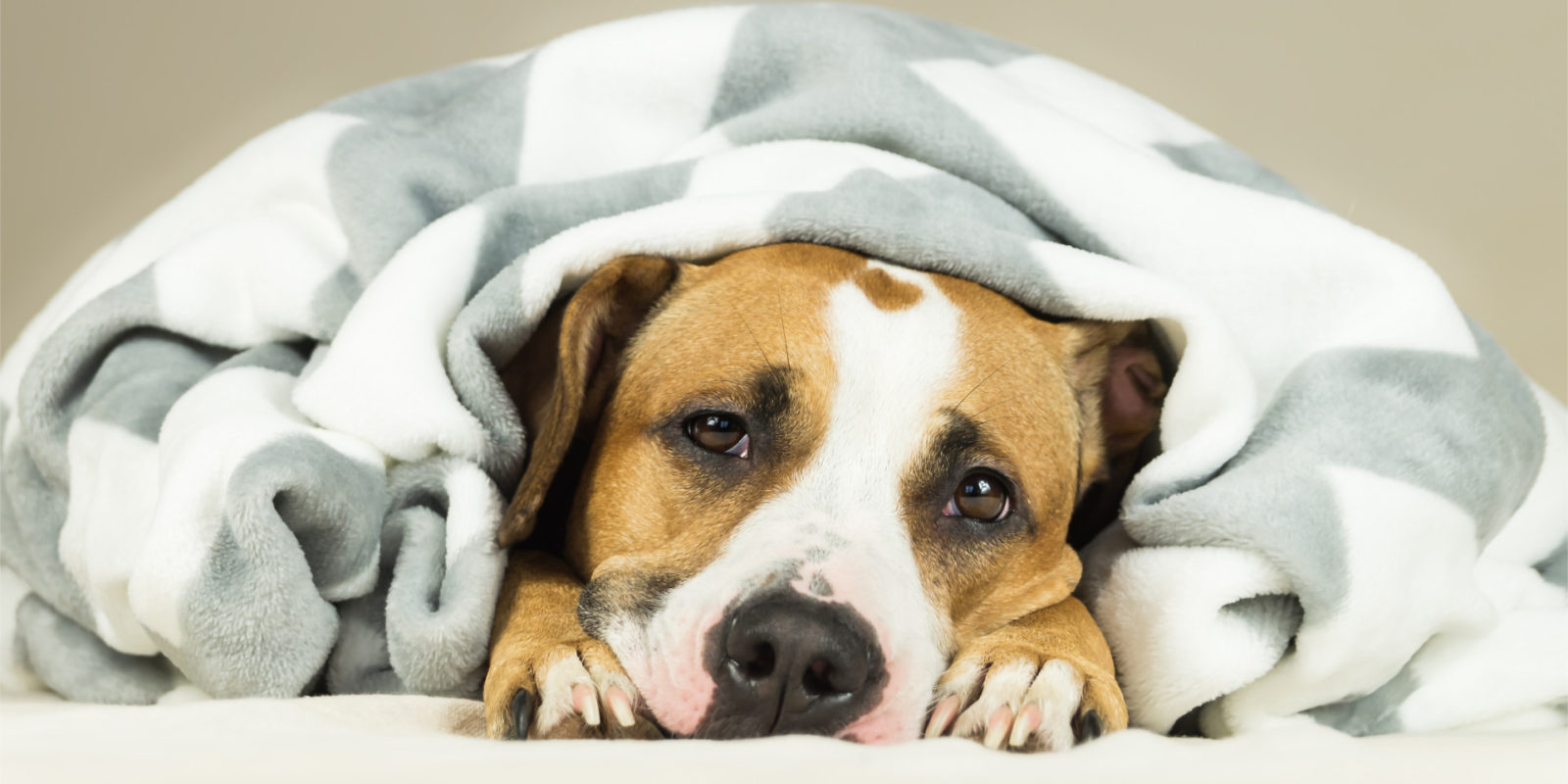 dog under the blanket is waiting for it pet sitter