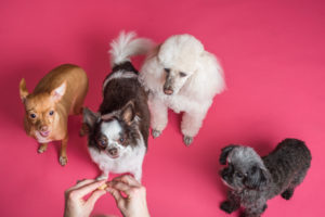 dogs are being trained to follow commands off leash