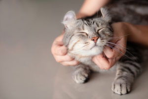 pet sitter caresses a cat that they are pet sitting