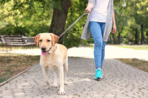 pet sitter walks the dog she is pet sitting in the park