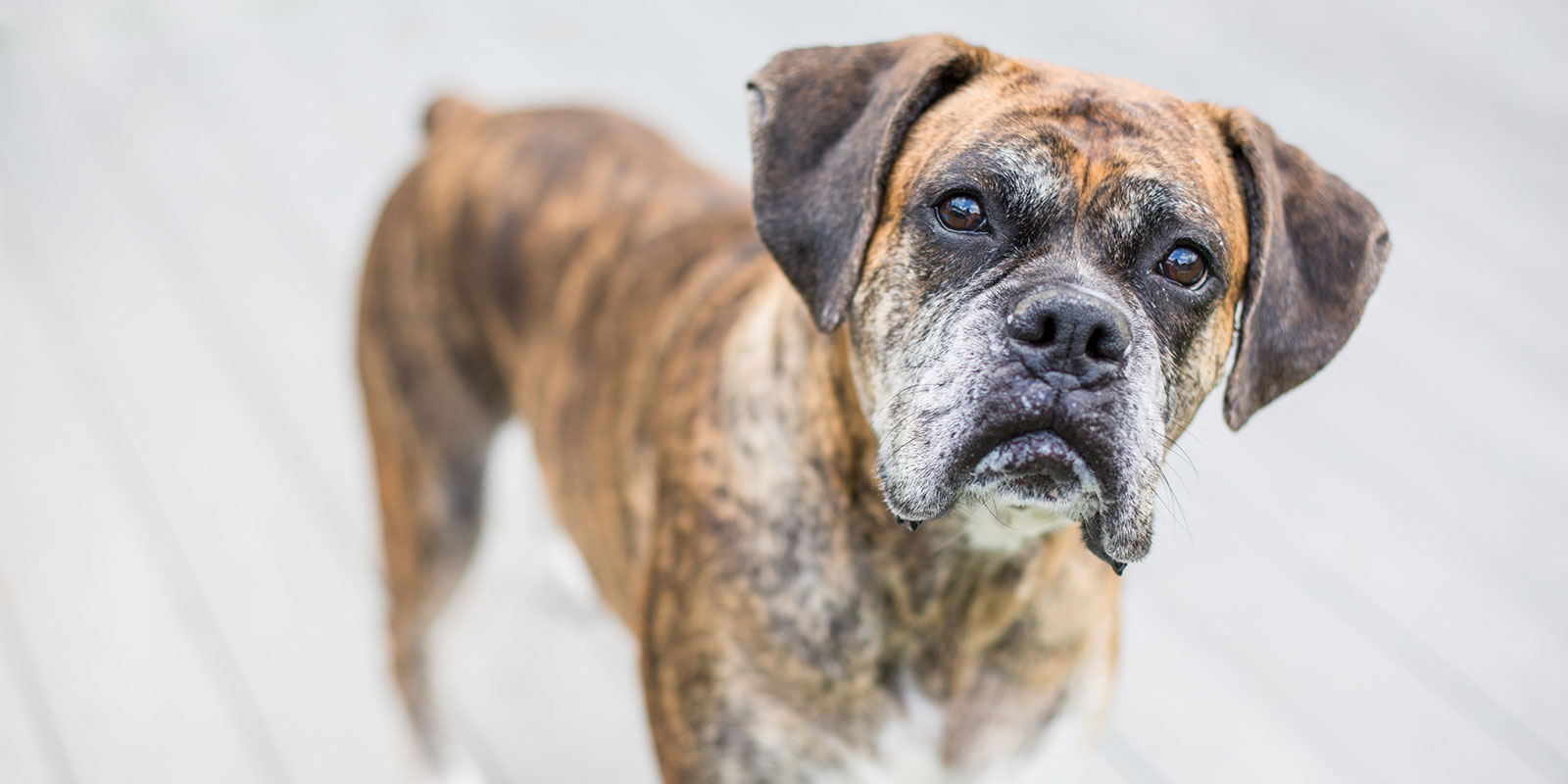 dog who new owner learned house training an older dog without a crate