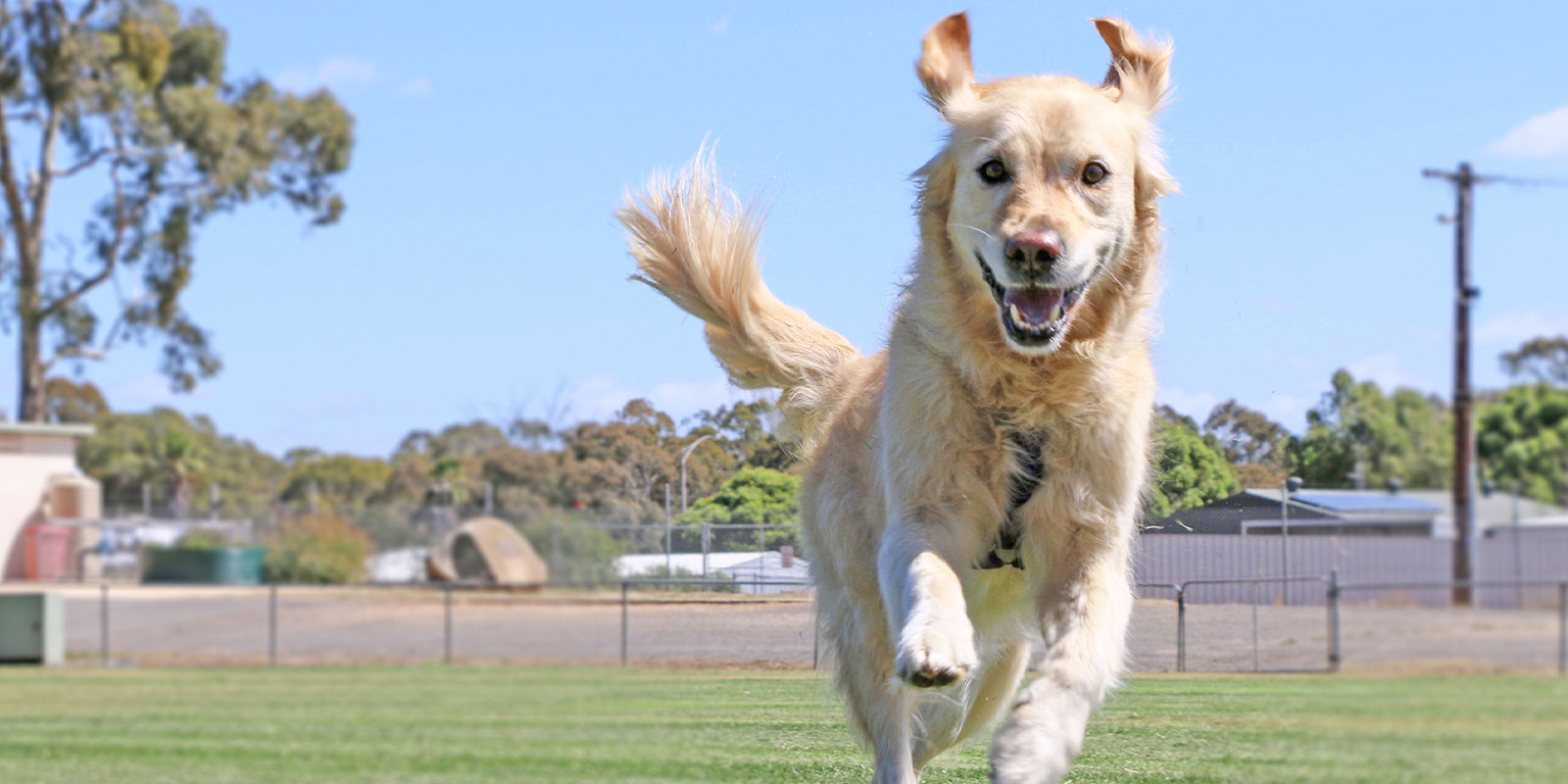 dow running wondering what is the least effective method to retrieve a dog that has got off leash?