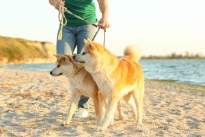 Centreville VA Dog Walking service walking 2 dogs