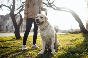 Fairfax VA Dog Walking service walking a lab