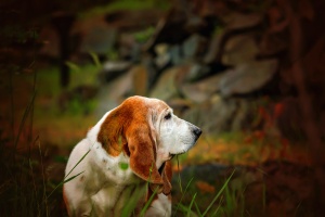 basset outside once owner learned house training an older dog without a crate