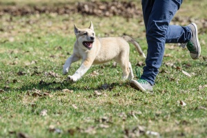 a dog running next to their owner off leash
