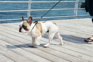 frenchie being walked with Fairfax Station VA Dog Walking