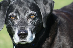 old lab who owner learned house training an older dog without a crate