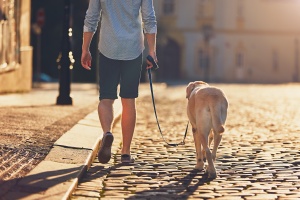 Clifton VA Dog Walking being walked at sunset