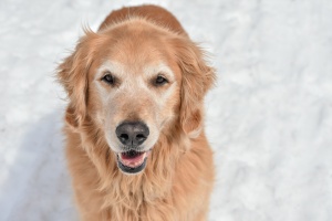 happy golden lab who owner learned house training an older dog without a crate