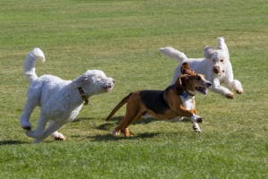 three dogs running off leash