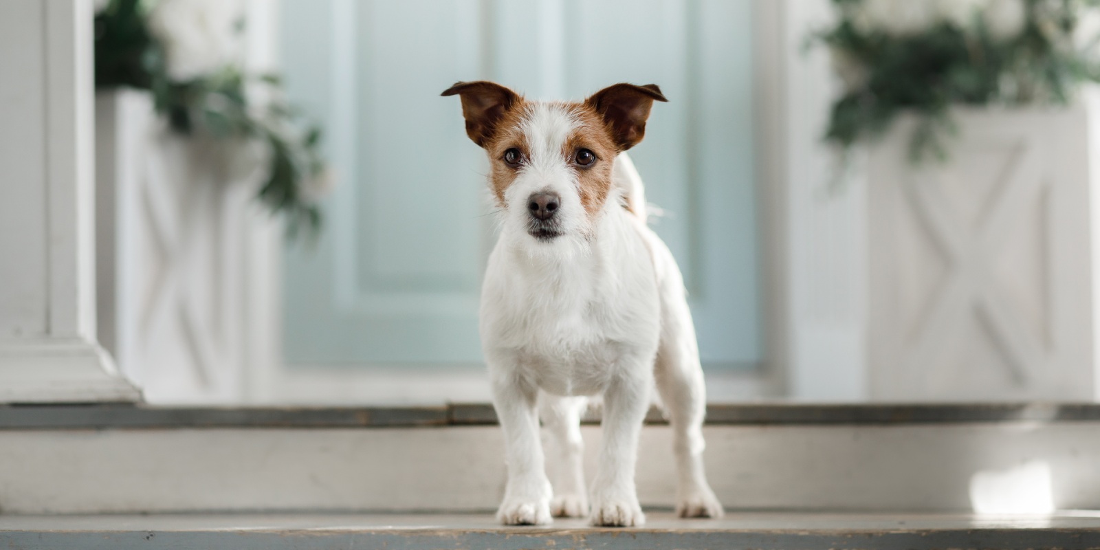 A Dog outside the House. Some dog won't come inside when called