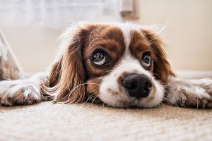 A closeup of a dog resting on carpet. Schedule for bathroom breaks for dog to avoid urinating in a certain spot inside