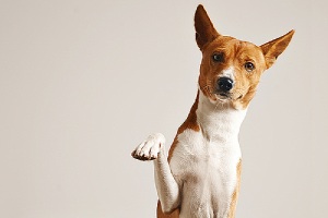 A dog giving his paw. Marking in your home is unwelcome behavior in a dog