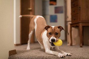 A dog playing with yellow toy inside home. There are several dog that won’t come inside when call