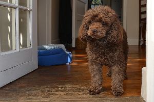 A dog standing on the doorway learning how to stop a dog from urinating in a certain spot inside