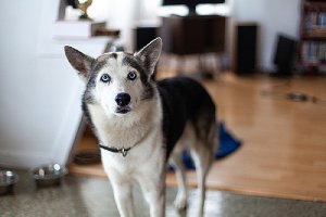 A male dog curiously looks toward his owner after marking in the house