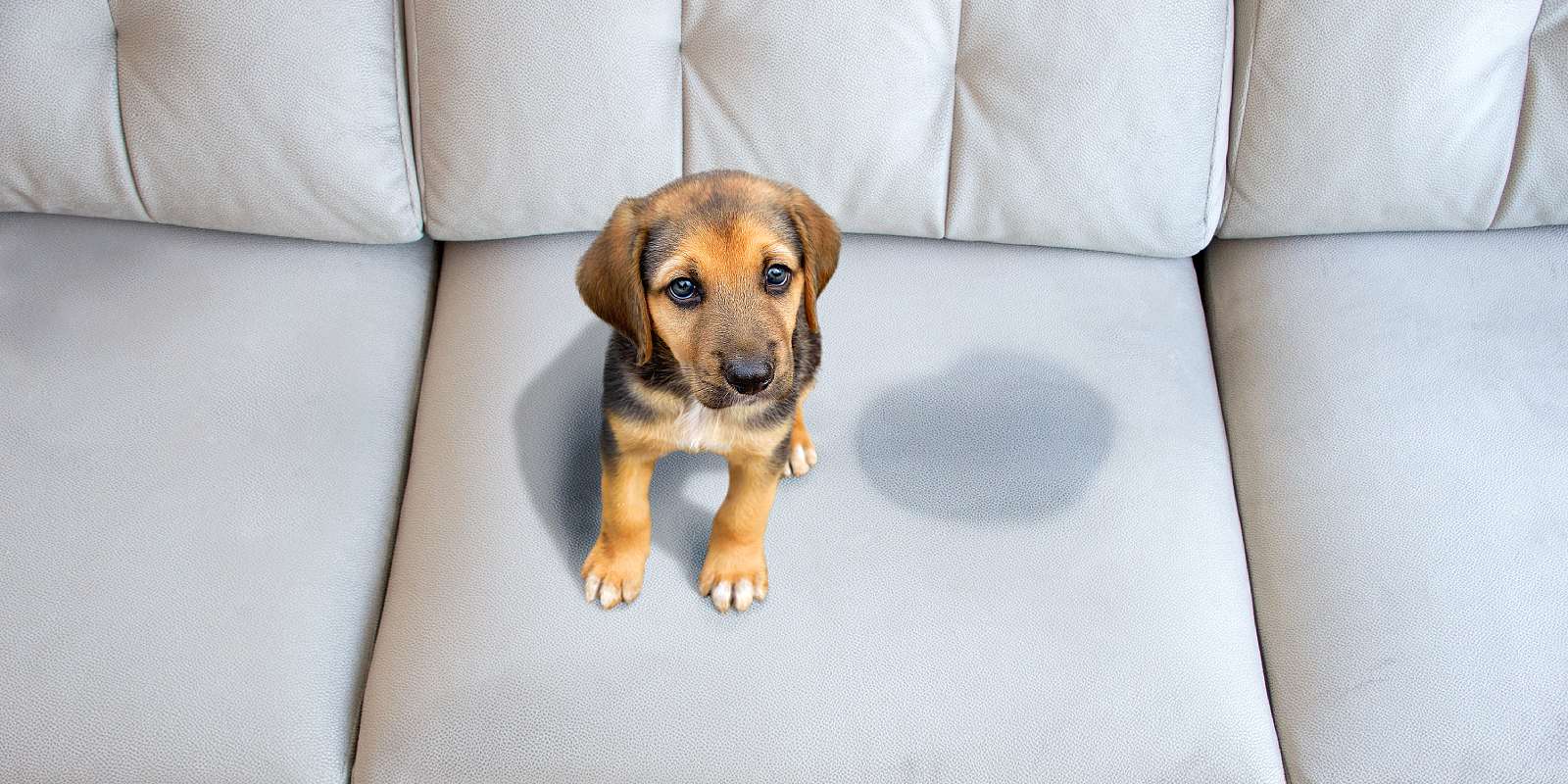 A small dog sitting by his marking spot on Sofa